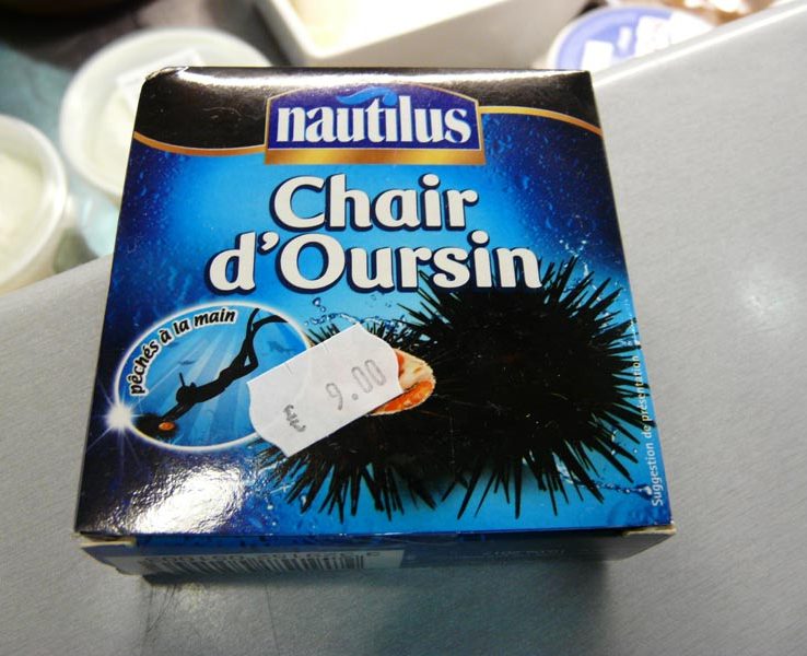 Chair d'oursin Nautilus